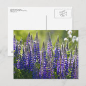 Colorful Spring Lupines... Briefkaart (Voorkant / Achterkant)