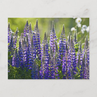 Colorful Spring Lupines... Briefkaart