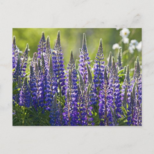 Colorful Spring Lupines... Briefkaart (Voorkant)
