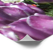 Colorful Spring Tulip Garden, Elizabeth Park Poster (Hoek)