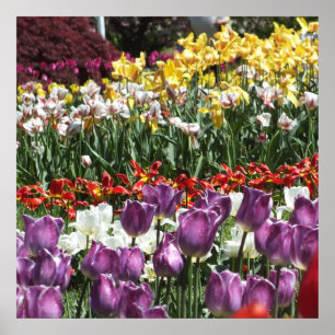 Colorful Spring Tulip Garden, Elizabeth Park Poster