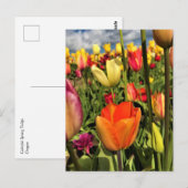 Colorful Spring Tulips Briefkaart (Voorkant / Achterkant)