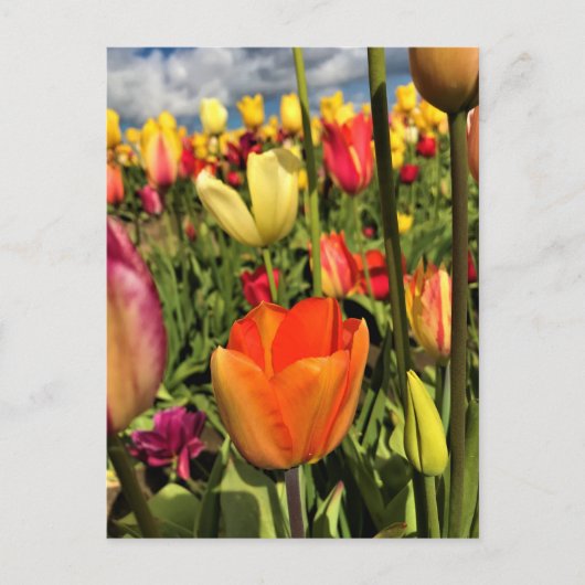 Colorful Spring Tulips Briefkaart (Voorkant)