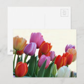 Colorful Spring Tulips Briefkaart (Voorkant / Achterkant)