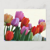 Colorful Spring Tulips Briefkaart (Voorkant)