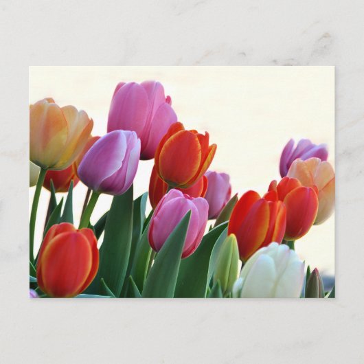 Colorful Spring Tulips Briefkaart (Voorkant)