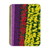 Colorful spring tulips magneet (Verticaal)