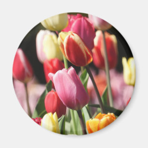 Colorful Spring Tulips Magneet