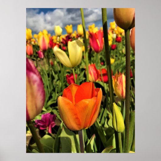 Colorful Spring Tulips Poster (Voorkant)