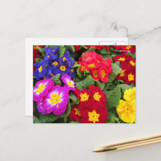 Colorful Springtime Floral Medley of Primulas Briefkaart