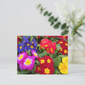 Colorful Springtime Floral Medley of Primulas Briefkaart (Staand voorkant)