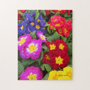 Colorful Springtime Floral Medley of Primulas Legpuzzel