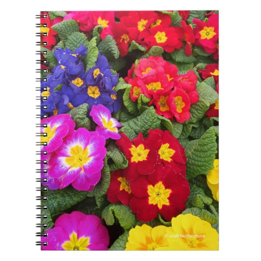 Colorful Springtime Medley of Primulas Notitieboek (Voorkant)