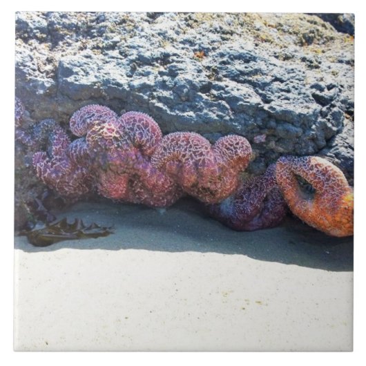 Colorful Starfish at Bob Creek, OR Tegeltje (Voorkant)