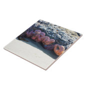 Colorful Starfish at Bob Creek, OR Tegeltje (Zijkant)