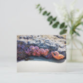 Colorful Starfish bij Bob Creek Briefkaart (Staand voorkant)