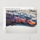 Colorful Starfish bij Bob Creek Briefkaart (Voorkant / Achterkant)