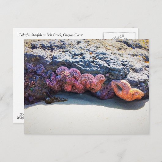 Colorful Starfish bij Bob Creek Briefkaart (Voorkant / Achterkant)