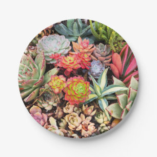 Colorful Succulent Mix Paper Bord