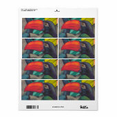 Colorful Toucan Graffiti Etiket (Full Sheet)