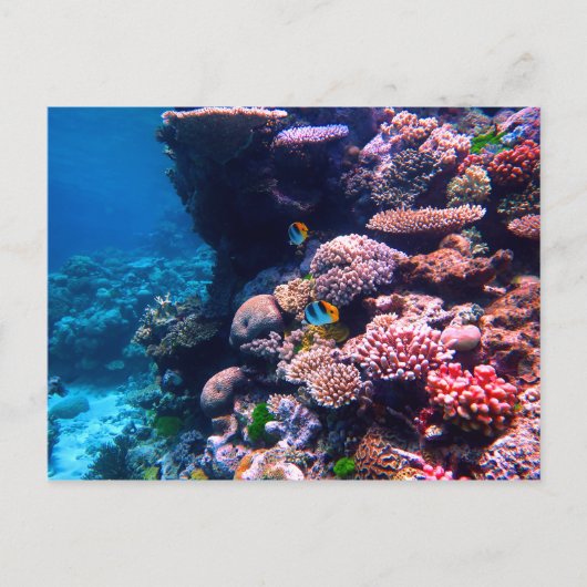 Colorful Tropical Coral Reef Briefkaart (Voorkant)