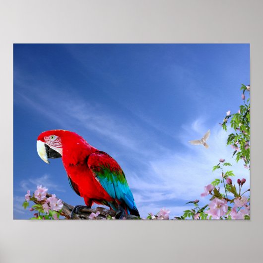 Colorful Tropical Parrot Poster (Voorkant)