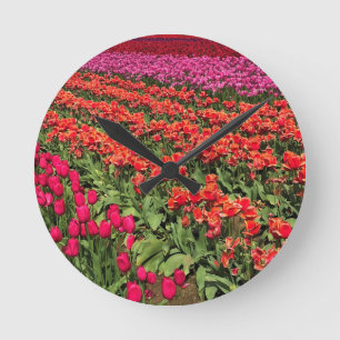 Colorful Tulip Field, Oregon Ronde Klok