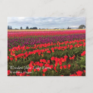 Colorful Tulip Field, Woodburn, Oregon Briefkaart