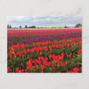 Colorful Tulip Field, Woodburn, Oregon Briefkaart