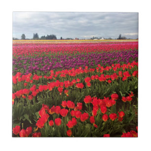 Colorful Tulip Field, Woodburn, Oregon Tegeltje