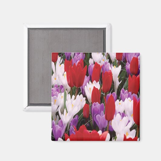 Colorful Tulip Flowers Magnet (Voorkant / Achterkant)