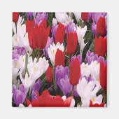 Colorful Tulip Flowers Magnet (Voorkant)
