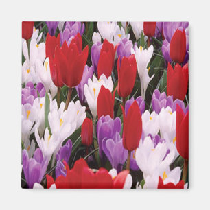 Colorful Tulip Flowers Magnet