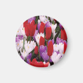 Colorful Tulip Flowers Magnet (Voorkant)