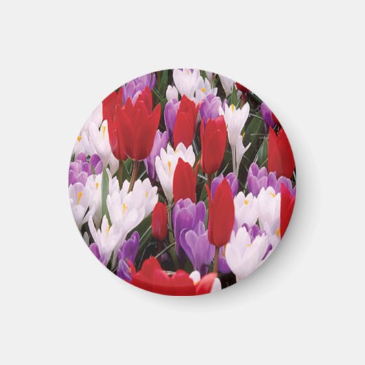 Colorful Tulip Flowers Magnet (Voorkant)