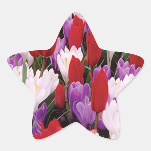 Colorful Tulip Flowers Stickers (Voorkant)