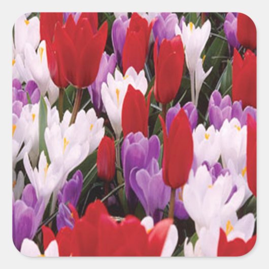 Colorful Tulip Flowers Stickers (Voorkant)