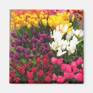 Colorful Tulip Garden Bed, Oregon Magneet
