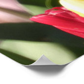 Colorful Tulip Garden Poster (Hoek)