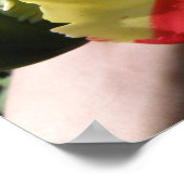 Colorful Tulip Macro Print (Hoek)