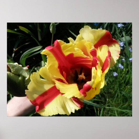 Colorful Tulip Macro Print (Voorkant)
