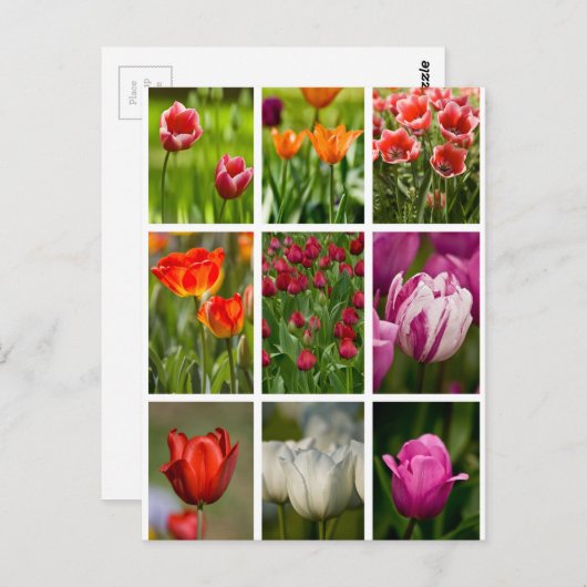 Colorful Tulips Briefkaart (Voorkant / Achterkant)