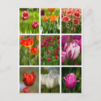 Colorful Tulips Briefkaart