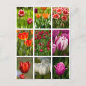 Colorful Tulips Briefkaart (Voorkant)