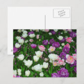 Colorful Tulips Briefkaart (Voorkant / Achterkant)