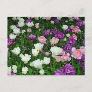 Colorful Tulips Briefkaart