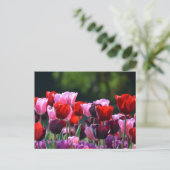 Colorful Tulips Briefkaart (Staand voorkant)