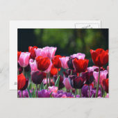 Colorful Tulips Briefkaart (Voorkant / Achterkant)