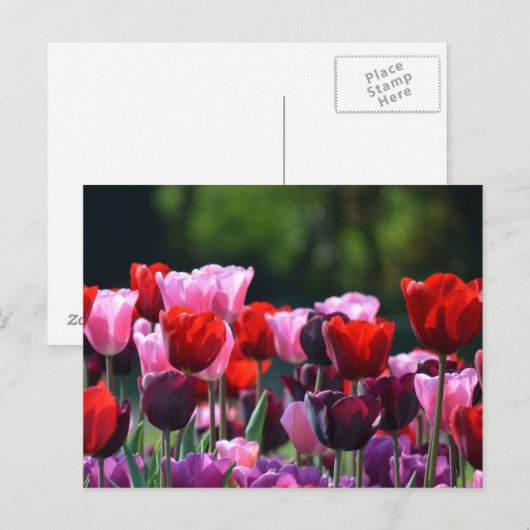 Colorful Tulips Briefkaart (Voorkant / Achterkant)