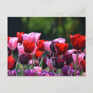 Colorful Tulips Briefkaart